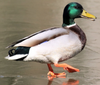 Aktienfreund_1-1642866609876.png
