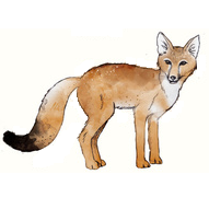 Swift_Fox_191x191.png
