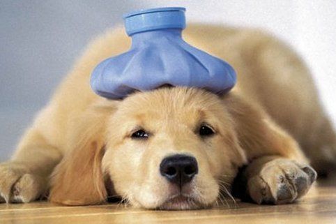 Tierfotos gehen immer!