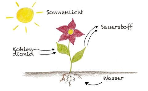 Quelle: Karina Nennstiel auf der Seite  mein-schoener-garten.de