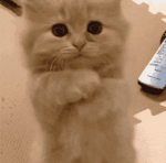 bittöö-komm-schon.gif