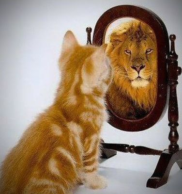 katze-wird-im-spiegel-zum-loewen-dxpfxp9pv5-20