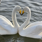 Discourse Avatar.png