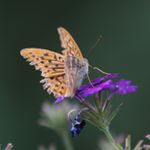 Profil (SLi)