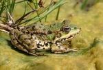 Profil (Teichfrosch)