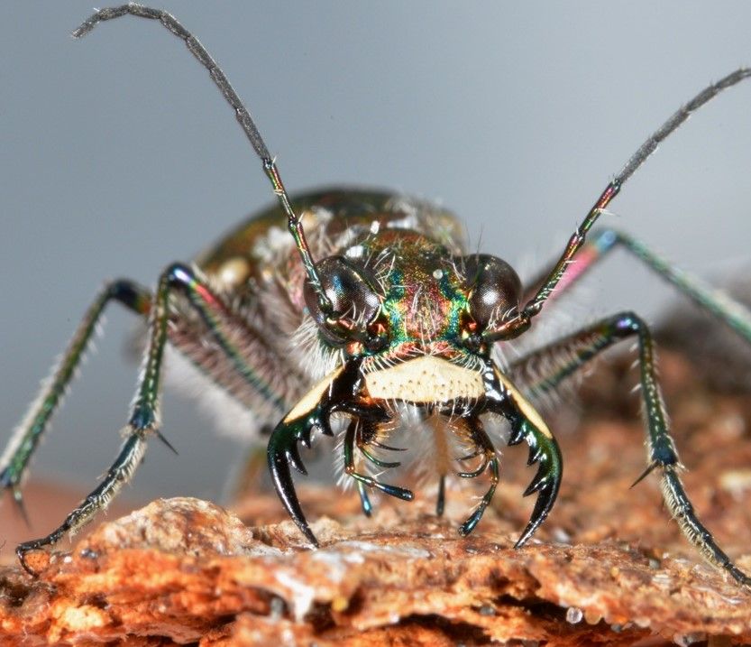 sandlaufkäfer quadratiusch.jpg