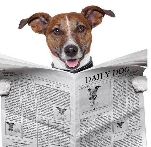 Daily_Dog.jpg