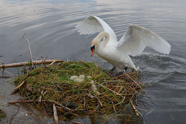640px-Cygnus_olor%2C_nests_with_eggs%2C_H%C3%B6ckerschwan_mit_Nest_5