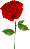 rose.png