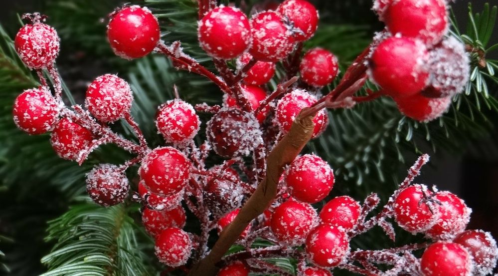 red-christmas-berries-g46e9da171_1280.jpg