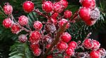 red-christmas-berries-g46e9da171_1280.jpg