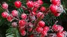 red-christmas-berries-g46e9da171_1280.jpg